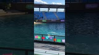 WORLD RECORD DOLPHIN WALKING STAND UP OUT OF THE WATER 158 METERS!! #shorts