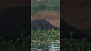 Swimming Elephant  #tembo #Elephant #big5 #Africa #safari #africanelephants #conservation #animals