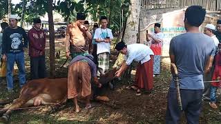 Penyembelihan hewan qurban PCNU Pangandaran