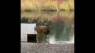 2x2  Buck with his Doe.🦌🦌#bucks ,#does,#deer