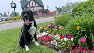 Tux and I spend the day in Mackinaw City