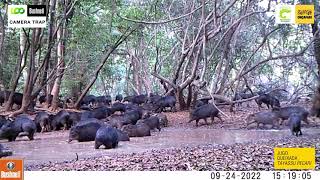 Melhores Momentos | Julho a Novembro (2022) | Pantanal, Base Reserva São Francisco do Perigara