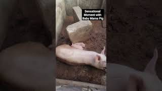 Sensational Moment with Pig Baby Mama #pig #pigsofig #piglover