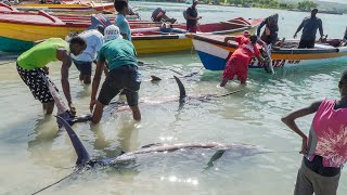 10 Massive Marlin Fish Got Caught Today | Oracabessa Marlin Tournament Oct 13, 2024 (pt1)