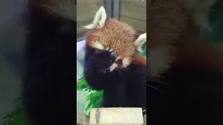 Kittens? Puppy? No, it's a red panda!