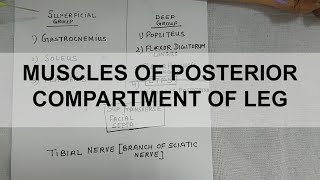 Dissection: Muscles of Posterior Compartment of Leg