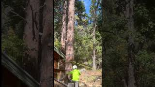 My boss dropping a pine stem with a ms462 #arborist #stihlchainsaw #ms462