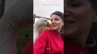 Lovely geese, do you want to raise one #shorts #animalshorts