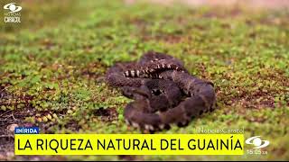 La Riqueza Natural del Guainía @noticiascaracol