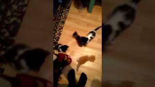 Funny cat 2017