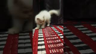 My cute baby kitten bella loves cardboard sticks #shorts #kitten #bellafam #funny #catcompilation