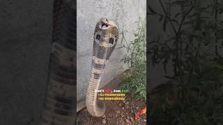 Complete rescue video uploaded on YouTube channel @SerpentAdventures #cobra #rescue #mysuru #big4