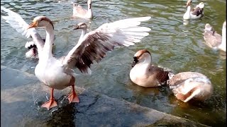 Domestic Swan Goose # bathing time