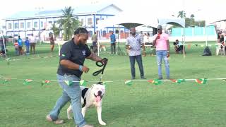 XL Bullies - Olympus Kennel Dog Expo 2024