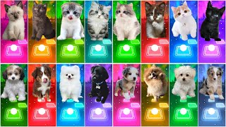 ALL CUTE CATS VS DOGS - IMAGINE DRAGONS - WAKA WAKA - SAVAGE LOVE - SHAPE OF YOU TILES HOP EDM RUSH