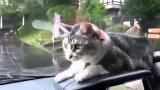 Dash Cat Attacks Windshield Wipers funny cat funny cats videos