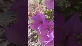 #shorts#viral #bougainvillea  lilás #flores #bougainvillea