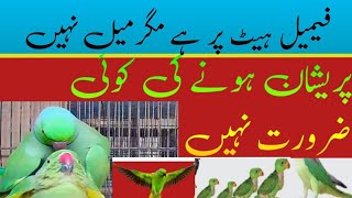 Ringneck Breeding Tips/ Ringneck Se Breed Lene ka Tarika/ Urdu Hindi