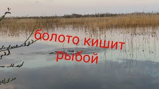 Рыбалка на болоте в апреле