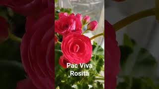 Pac Viva Rosita