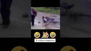 Собака подрезака | Приколы | Тик Ток #shorts