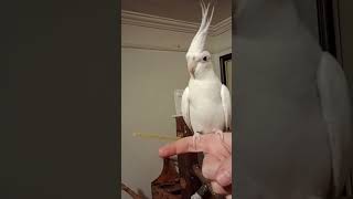 Day 20: Training my Cockatiel to Recall