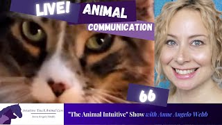 Live Animal Communication Cat Mic Drop🎤 🙀 | Ep 66