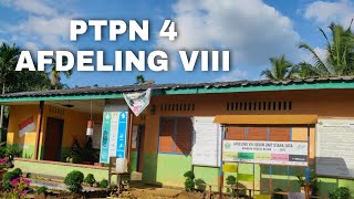 PTPN 4 AFDELING VIII ( jalan-jalan diperkebunan kelapa sawit)