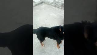 bhakarwal dog #bhakarwaldog #shorts #shortvideo #purebreed #sheepdog