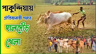 পাকুন্দিয়ায় ঐতিহ্যবাহী গরুর হাল দৌড় প্রতিযোগিতা | কিশোরগঞ্জের ঐতিহ্যবাহী খেলা |