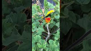 Mexican Sunflower