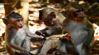 Three Cute Baby Monkeys Amara, Charles and Emma Sharing Food Together, Daily Monkeys Man#1247