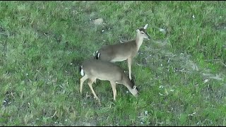 Deer! Turkey!  DJI Mavic 3 Thermal