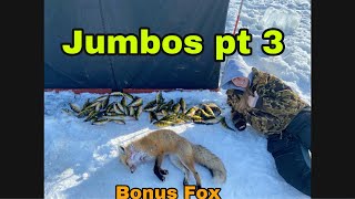 Last Day Of Cass Lake Fishing For Jumbo Perch! ( Plus Bonus Fox! )