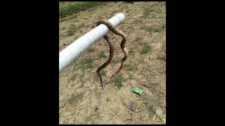 Snake Attacked during fishing | شکار کے دوران سانپ نے حملہ کر دیا #fishing #foryou #viralvideo