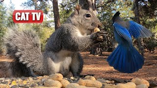 КОШЕЧНОЕ ТВ | Пушистые белки и красивые птицы 🐦🐿️ | Видео о природе для кошек 😼