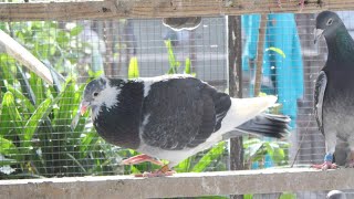 Jos Thone Grizzle Racing Pigeons