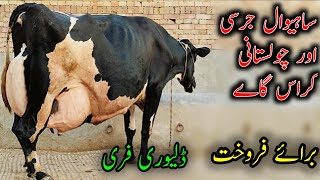 Sahiwal jersey and cholistani cross cow for sel on YouTube|Gujjar farming tv