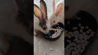 2 cute rabbits 🐇❤️ #rabbit #bunny #cute #smallrabbits #pets