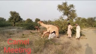 Very Dangerous 😱😱 Camel Meeting in desert 🏜️🔥🔥 ||Amazing camel Meeting||... #camels #viral #video