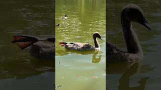 Baby Swan Leg on Back 😍😲💚 #swan #nature #beautiful