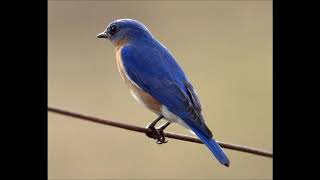 Shades Of Morley Browne - Pretty Blue Bird