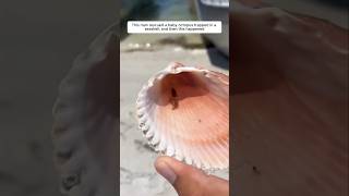 This man rescued a baby octopus trapped in a seashell, and then #animalshorts #shortsvideo