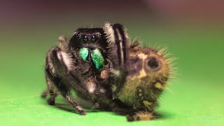 Regal jumping spiders Gilda and Rex, first mating