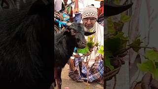 Black Bengal Bakra Mandi, Ormanjhi Bazar Ranchi #goat #bakripaln #trandingshorts #goatfarming