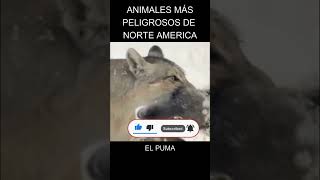 El Puma o León de Montaña