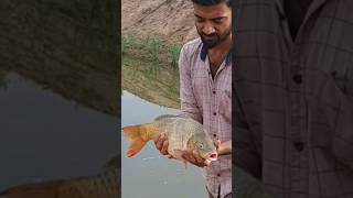 🤔வளர்ப்பு கெண்டை🐟மீன்கள் குஞ்சு பொறிக்கும்மா? | Kendai meen #tamil #shorts #fish #viral #meen #தமிழ்