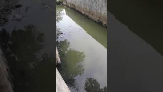 Cara memancing ikan babon betik anti boncos, belajar mancing