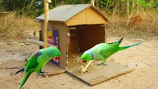 The First Creative Parrot Bird Trap Using Paper House / How To Catch Parrot By Trap