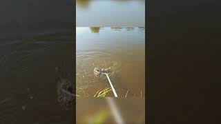 Полное видео уже на канале Fishing in Astrakhan today.#shorts